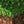 C418 - Minecraft Volume Alpha (Transparent Green Color) Vinyl LP_GOOD TASTE Records