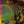 Masayoshi Takanaka - The Rainbow Goblins (Kitty Japan Reissue) CD_GOOD TASTE Records