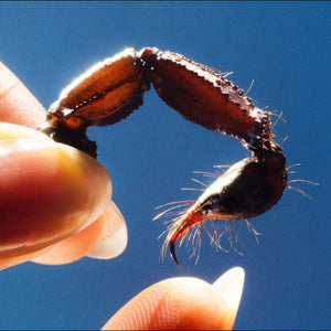 Squid - Cowards (Clear Color) Vinyl LP_GOOD TASTE Records