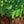 C418 - Minecraft Volume Alpha (Transparent Green Color) Vinyl LP_GOOD TASTE Records